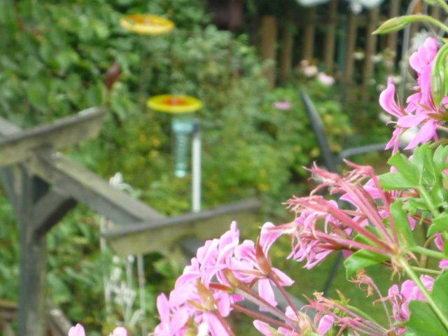 Gastehaus Rosengarten Im Nahetal Kirn Quarto foto